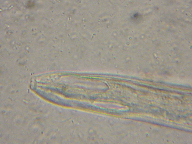 Naja melanoleuca worm close up 01.JPG [64 Kb]